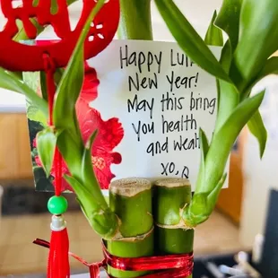 Good luck Bamboo for Lunar New Year!