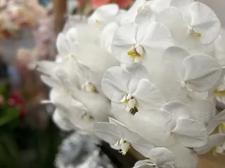Lulu's Lei & Bouquet