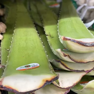 Aloe vera