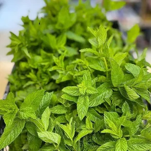 Stop by at Almadina to purchase Fresh Mint today! We have been offering quality Halal grocery products since 2003.