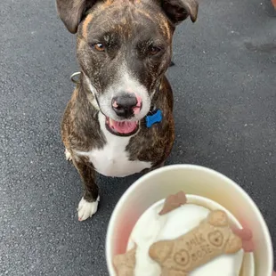 a dog sitting next to a bowl of yogurt
