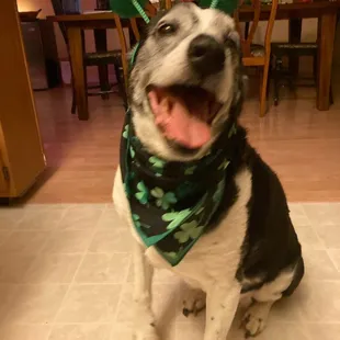 He's a veteran Almost Home Border! He's been boarding there almost 10yrs