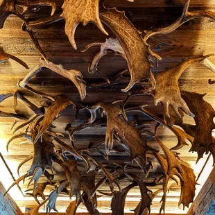 antelope mounted on the ceiling