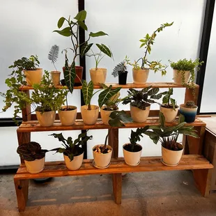 Cute plants June 2023