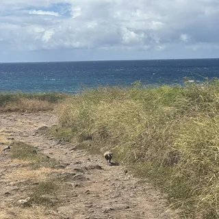 Coco O.