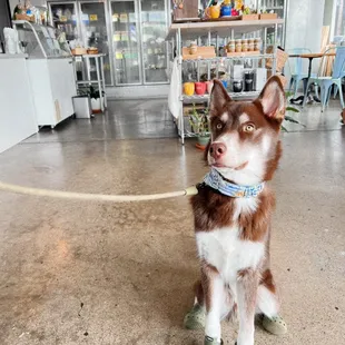 Dog friendly!
