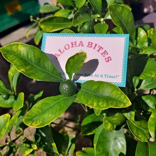 Grabbed us a business card.
