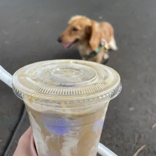a dog on a leash