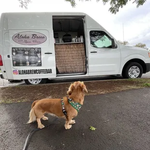 a dog standing in front of a van