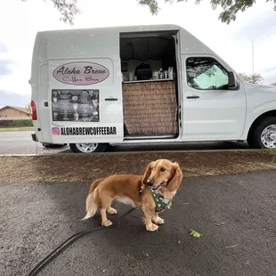 a dog standing in front of a truck