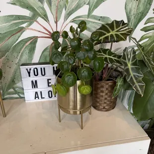 sushi, sashimi, sushi and sashimi, food