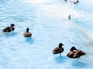 Sunnyvale Golfland USA