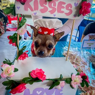 Who can say no to puppy kisses?