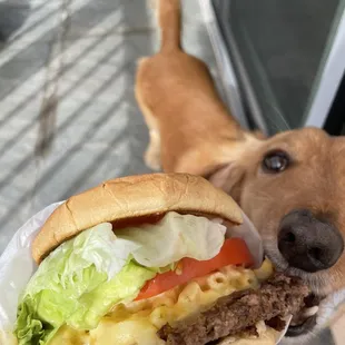 a dog eating a hamburger