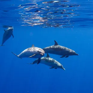 Spotted Dolphins