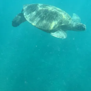 Honu! No filter or zoom here -- this photo was taken with my iphone under water and he was THAT close, along with a bunch of his friends.