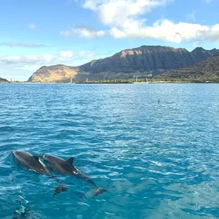 Dolphins off the coast of Oahu -- we got to see baby dolphins too!