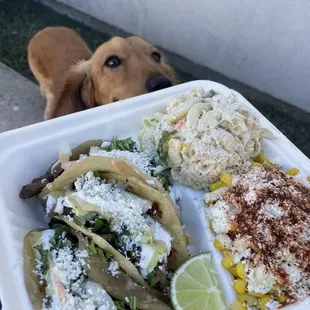 a dog looking at a plate of food