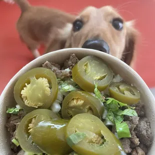 a dog looking up at a bowl of food