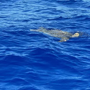 Turtle that visited us on our dive.