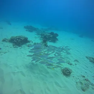 School of fish