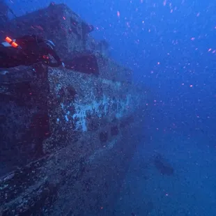 Sea Tiger