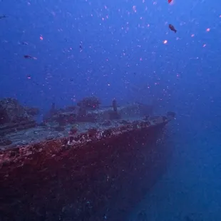 Sea Tiger