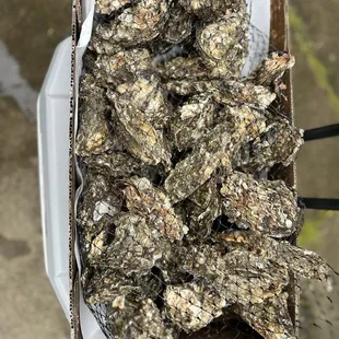 Oysters