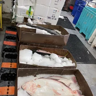 boxes of fish on a conveyor belt