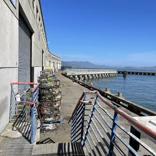 a row of lobsters on a dock