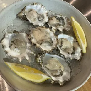 Oysters