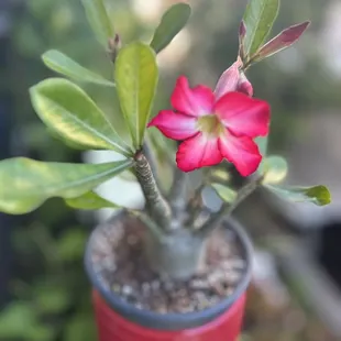 Loving my new desert rose plant, purchased at Aloha Stadium Swap Meet.