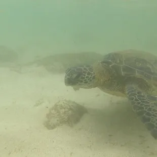 Snorkeling with turtles