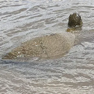 Cousin Maya said we would see sea turtles....we certainly did!!