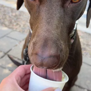 Marley having her probiotic frozen treat