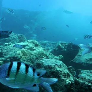 Buried Treasure at Sunken Reefs.