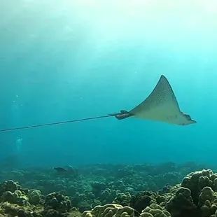 Eagle Rays are a treat to see. They cruise by and look very majestic.