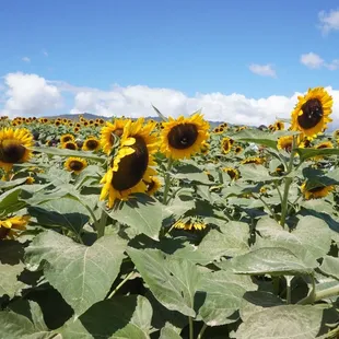 Sun flowers at Aloun farms *10/21/23