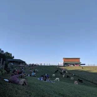 Picnic time for the humans!