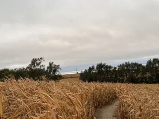 Skinny Bones Pumpkin Patch