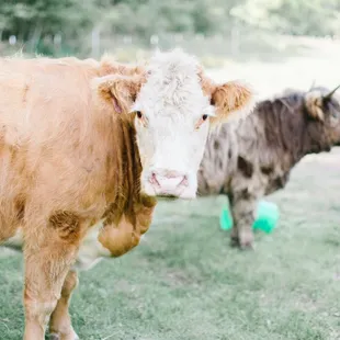 two cows in a pasture