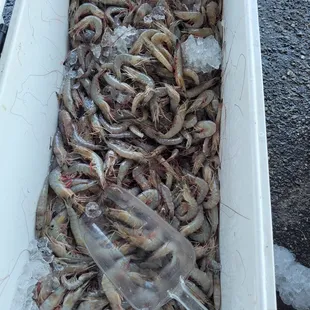 Fresh Shrimp from the market side of Alphonso's Seafood