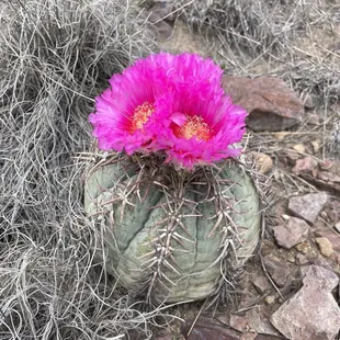 Gorgeous flower encountered while hiking the Hancock Hill Trails.