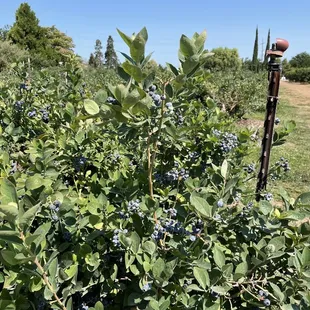 Blueberries at the Hwy 26 location