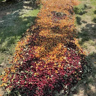 A bed of cherries ?