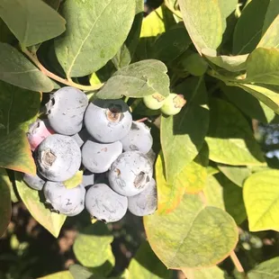 Fresh blueberries