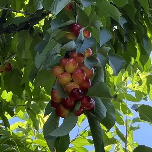 Abundance of cherries