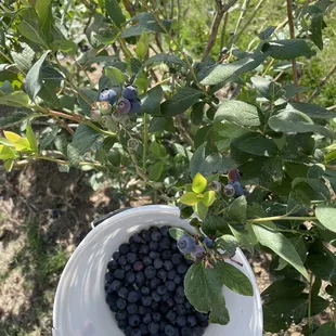 Freshly picked blueberries