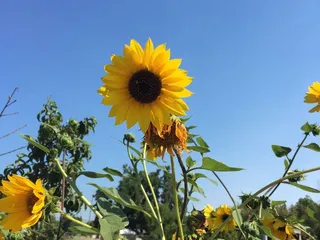Boggs Tract Community Farm