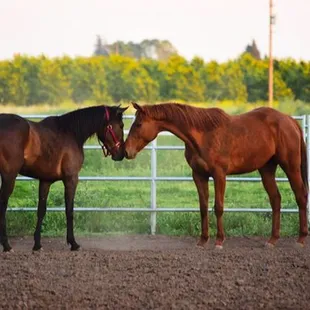 jazzy and friend getting to meet in one of our arenas